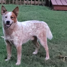 Baloo - Australian Cattle Dog