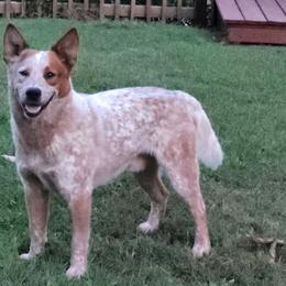 Baloo - Australian Cattle Dog