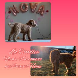 Goldendoodle Puppies from Lu Doodles