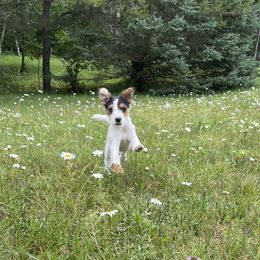 Russell Terrier Puppies from Acorn Ridge JRT