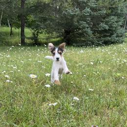 Russell Terrier Puppies from Acorn Ridge JRT