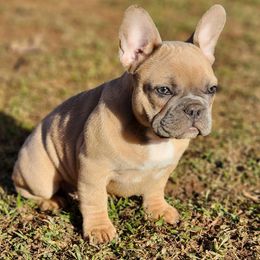 French Bulldog Puppies from BF Frenchie's