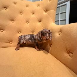 Dachshund puppies from KCK9 Dachshunds