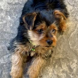Rocky - Black and tan male Yorkshire Terrier puppy in Bakersfield, California from Yorkie To My Heart
