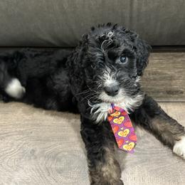 Shnookums - Tri-color male Bernedoodle puppy in Camden, North Carolina from Oopsie Doodles of NC