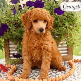 Georgette - Red  female Poodle puppy in Utica, Ohio from Crystal Rose Canines