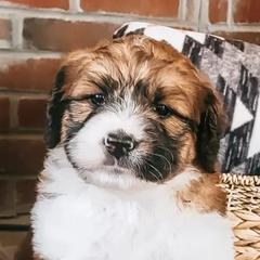 Saint Berdoodles from Luthman Farms