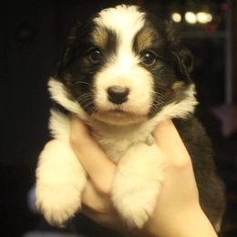 Australian Shepherd Puppies from Melick Kennels
