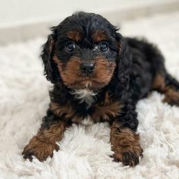 Nala - Black female Cavapoo puppy in Bourne, Massachusetts from Shih Tzu Pups