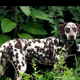 Draco - Dalmatian