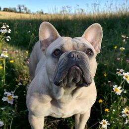 Iris - French Bulldog