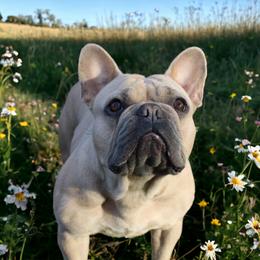 Iris - French Bulldog