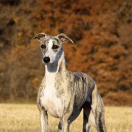 Salukis and Whippets from Aeolus Salukis & Whippets