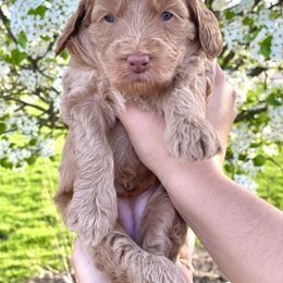 Goldendoodle Puppies from Ohio Mini Goldendoodles for Sale