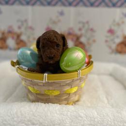 Boy Toy Pup - Red  male Poodle puppy in Bakersfield, California from Pups and Paws Toy Poodles
