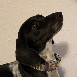 Ruby - Dachshund