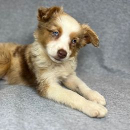 Aussiedoodle, Miniature Australian Shepherd, Pomeranian, and Toy Australian Shepherd Puppies from SBA Aussies