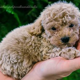 Poodle Puppies from Southern Girls Poodles