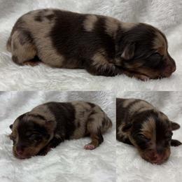Red Merle female - Red merle female Toy Australian Shepherd puppy in Brooker, Florida from Honey, I Shrunk the Aussies