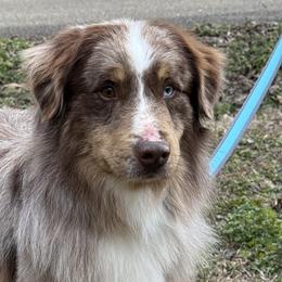 Miniature Australian Shepherds from Skye’s Waggin’ Aussies