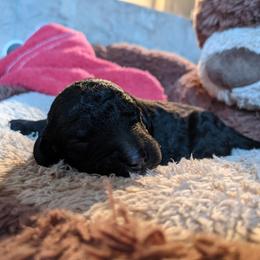 Maya - Bernedoodle puppy in Germantown, Wisconsin from Love for Doodles, LLC / 262.720.0190
