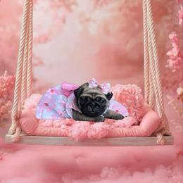 Pug Puppies from Precious Paws