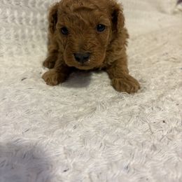 Pekingese and Poodle Puppies from Dogs lovers