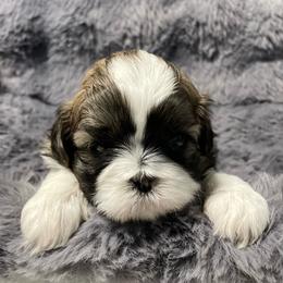 Sabrina - Gold and white female Shih Tzu puppy in Kingsley, Michigan from Joseph's Shih Tzus