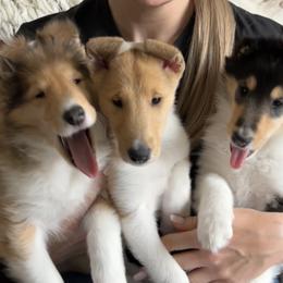 Collies from Verterra Collies