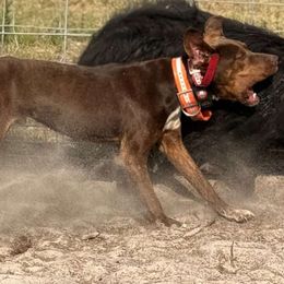 Catahoula Leopard Dogs from 7Sins catahoulas