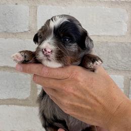 Skywalker - Blue merle male Bernedoodle puppy in Ogden, Utah from Salty Point Doodles