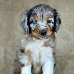 BMF1 - Blue merle female Aussiedoodle puppy in Prague, Oklahoma from Classic K9’s  Aussies & Doodles