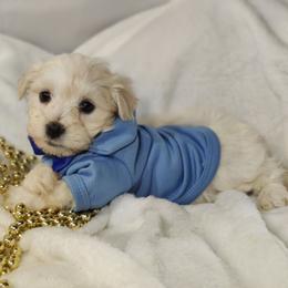 Paddington (blue collar)-OFA and CHIC parents - White male Coton de Tulear puppy in Westfield, North Carolina from Legacy Pets