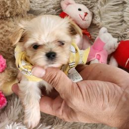 Maltese Puppies from My Precious pups