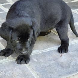 Larry - Black male Labrador Retriever puppy in Gaffney, South Carolina from Circle D Farms
