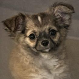 Bear Bear 3800 - Sable spotted white male Chihuahua puppy in Tulsa, Oklahoma from Hart's Chihuahuas