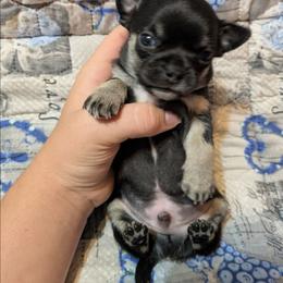 Todd - Black and tan male Chihuahua puppy in Amity, Pennsylvania from Baxters Chihuahuas
