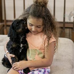 Denali - Phantom female Bernedoodle puppy in Eureka, Illinois from Joley Aire Family Dogs
