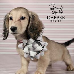Cinnamon - Cream female Dachshund puppy in Zephyrhills, Florida from Dapper Doxies