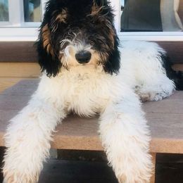 Goldendoodle All Grown Up from Doodles of Colorado