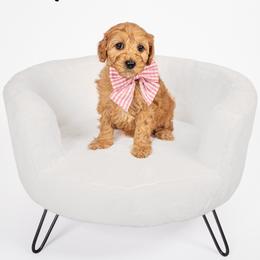 Maple - Apricot female Australian Labradoodle puppy in Leicester, North Carolina from Paws For All Labradoodles