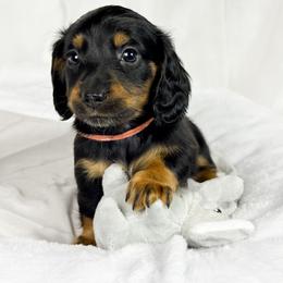 Skittles - Black and tan female Dachshund puppy in Sacramento, California from MiniDoxPups