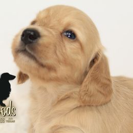 Dachshund Puppies from Piney Woods Miniature Dachshunds