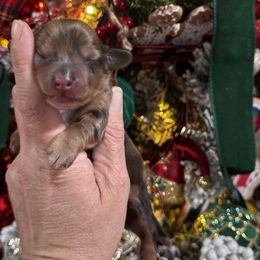 Dachshund Puppies from Buzzard kreek Kennels