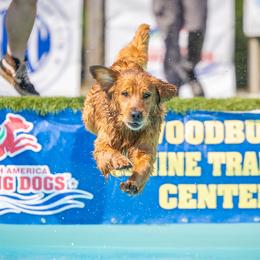 Golden Retrievers from Buddy’s Golden Horizon