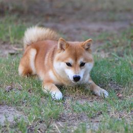 Yumi - Shiba Inu