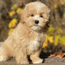Rosetta - Apricot female Maltipoo puppy in Bellingham, Washington from My Sweet Poodles and Doodles