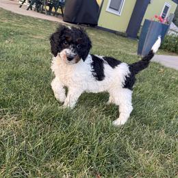 Bernedoodle Puppies from Rebecca Vandersluis