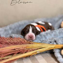 Blossom - Liver white and tan female English Springer Spaniel puppy in Brownsville, Texas from South Texas Springers