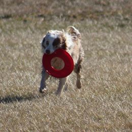 Fish - Border Collie